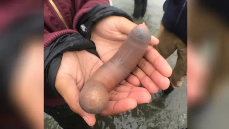 Fuja loco: Chuva de “peixe pênis” invade as praias da Argentina