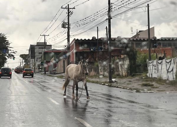 Absurdo urbano: Cavalo desafia o trânsito na movimentada Visconde de Taunay