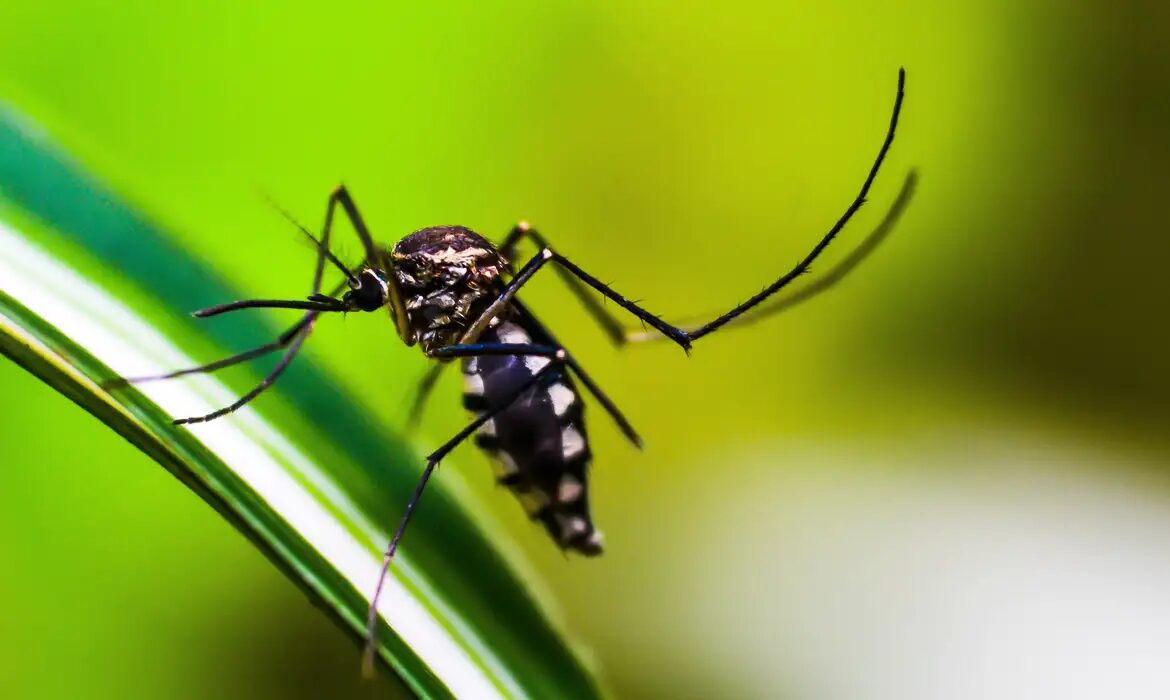 Ponta Grossa chega ao número de 12 mil casos de dengue