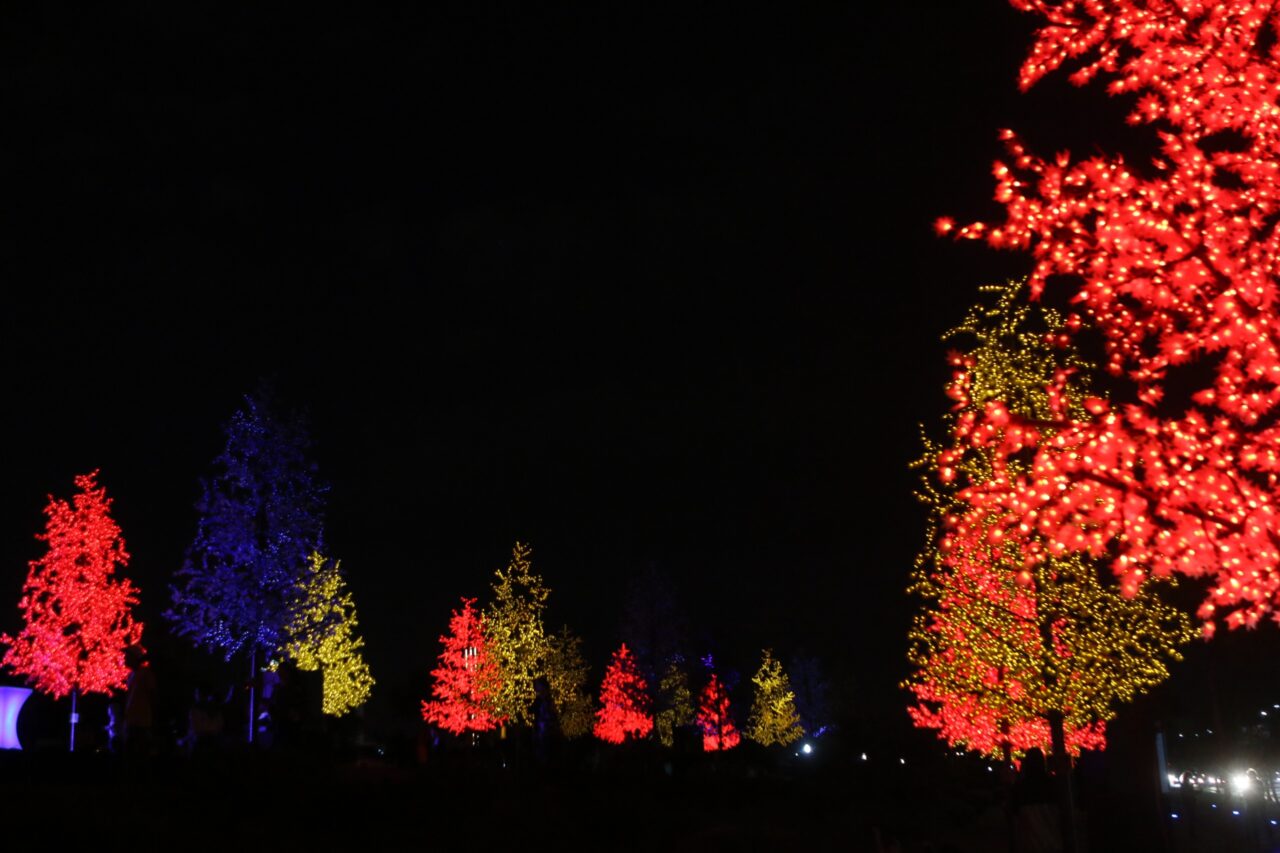 Bosque de Luz retorna a Ponta Grossa para abrir o Natal 2024 com jardim mágico