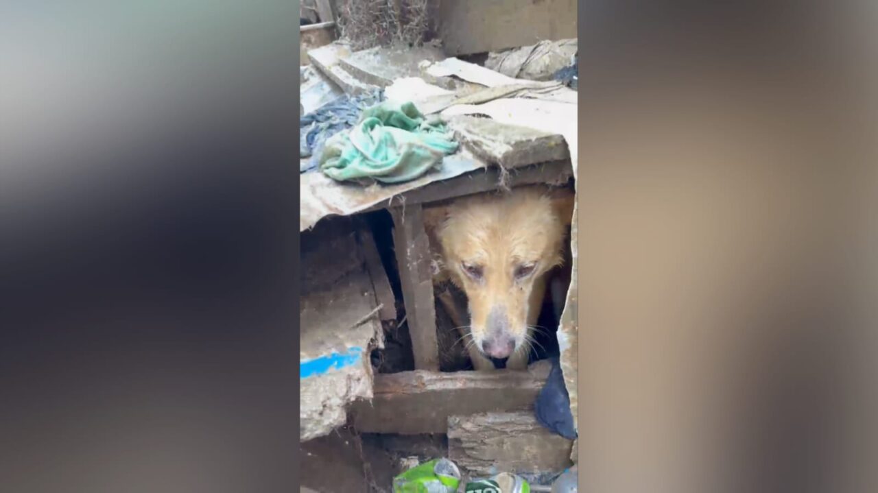 Homem é preso por maus-tratos a 37 cães em Castro