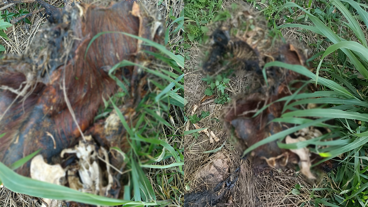 Polícia Civil investiga morte de capivara encontrada no Lago de Olarias