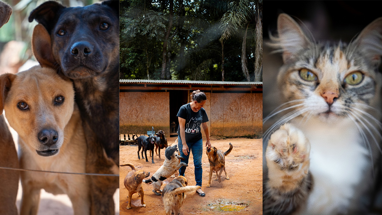 SOS Bichos, a força na defesa dos animais desde 2011