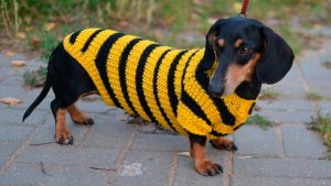 Encontro de salsichinhas movimenta Ponta Grossa neste domingo (16)