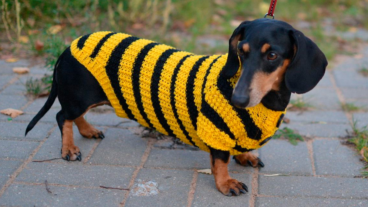 Encontro de salsichinhas movimenta Ponta Grossa neste domingo (16)