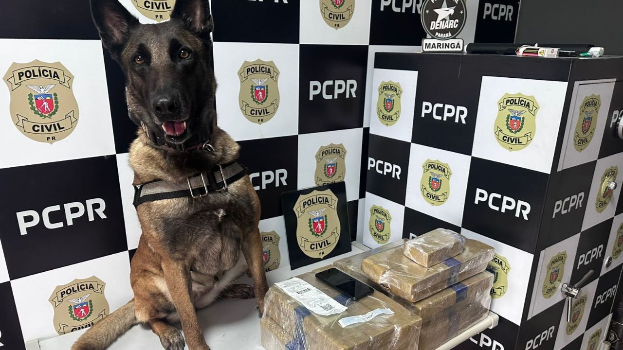 Cães policiais apreendem quase 150 toneladas de drogas no Paraná em 2025