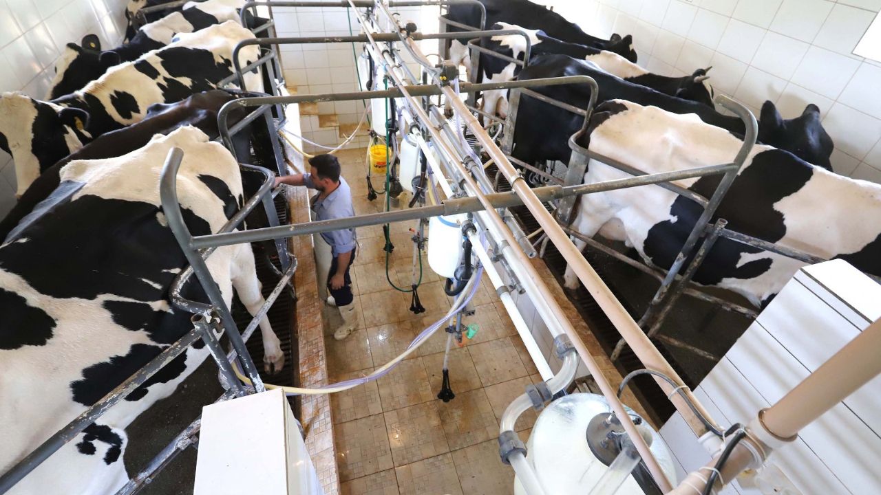 Paraná bate recorde na produção de frangos, suínos, bovinos, leite e ovos em 2025