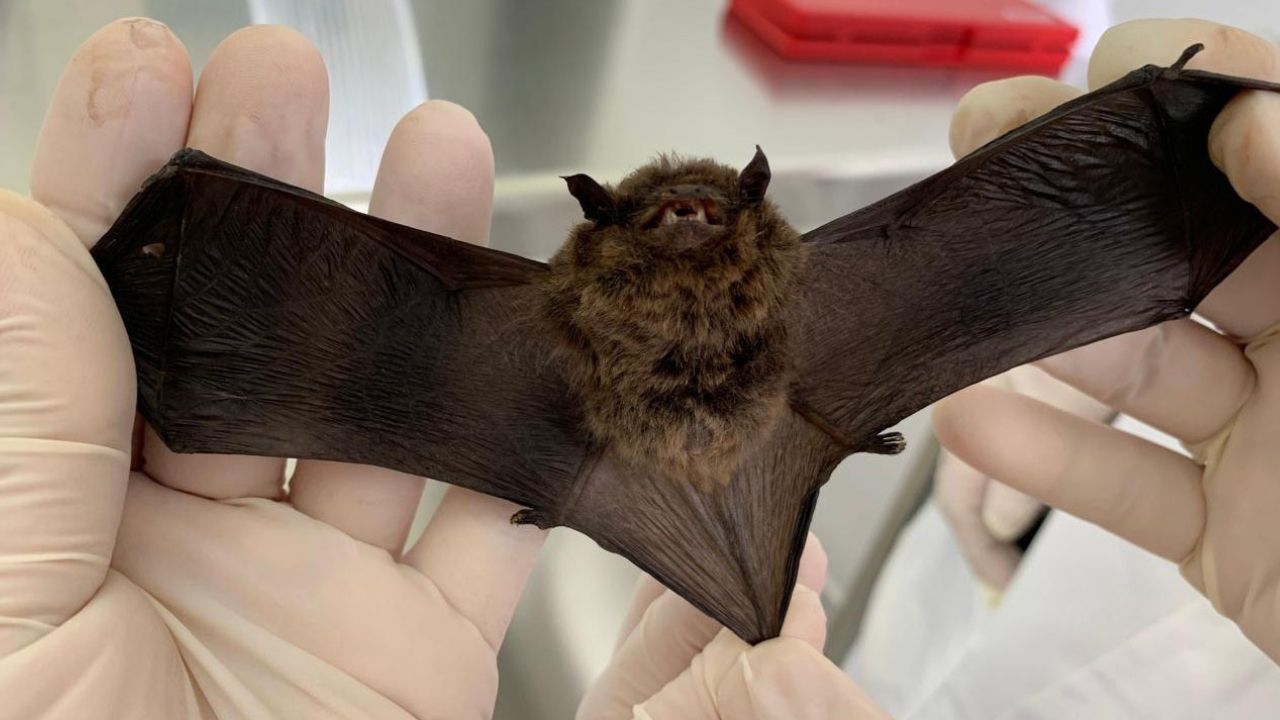 Morcego com raiva é identificado em Ponta Grossa; Prefeitura reforça cuidados e vacinação de pets