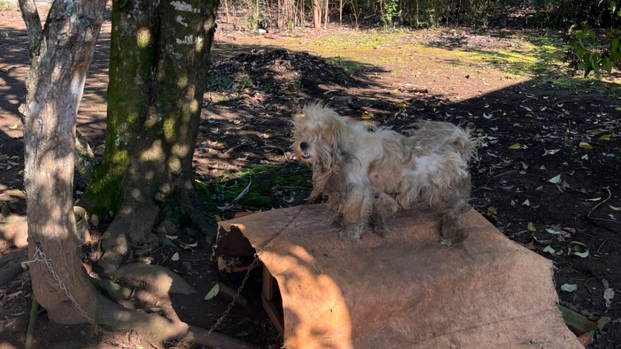 PCPR e Defesa Animal prendem mulher em flagrante por manter cão acorrente em condições insalubre desde 2022 em Irati