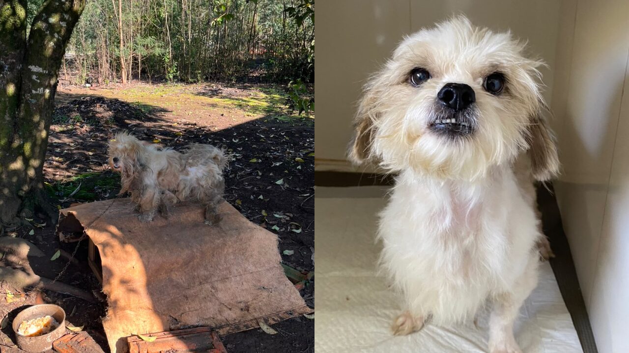 Antes e depois emociona: cão resgatado de maus-tratos em Irati fica irreconhecível após cuidados