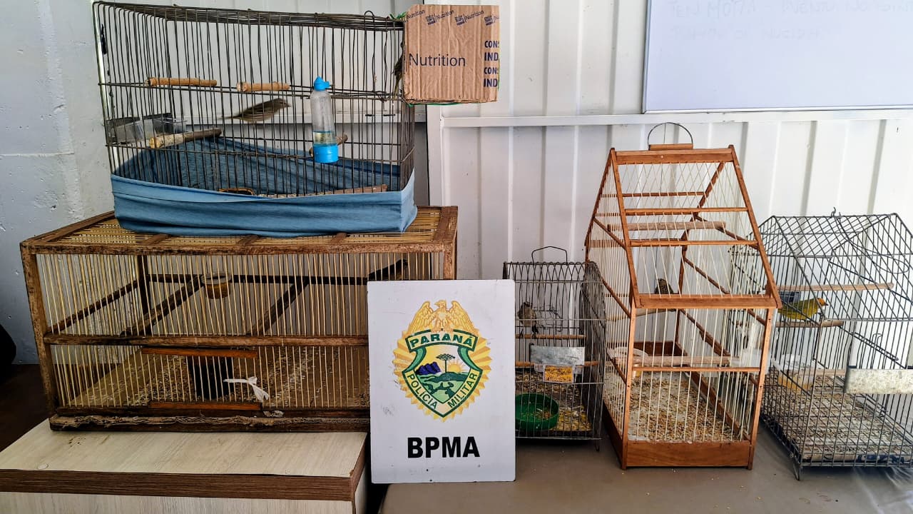 Polícia Ambiental apreende aves silvestres mantidas irregularmente em cativeiro em Guarapuava