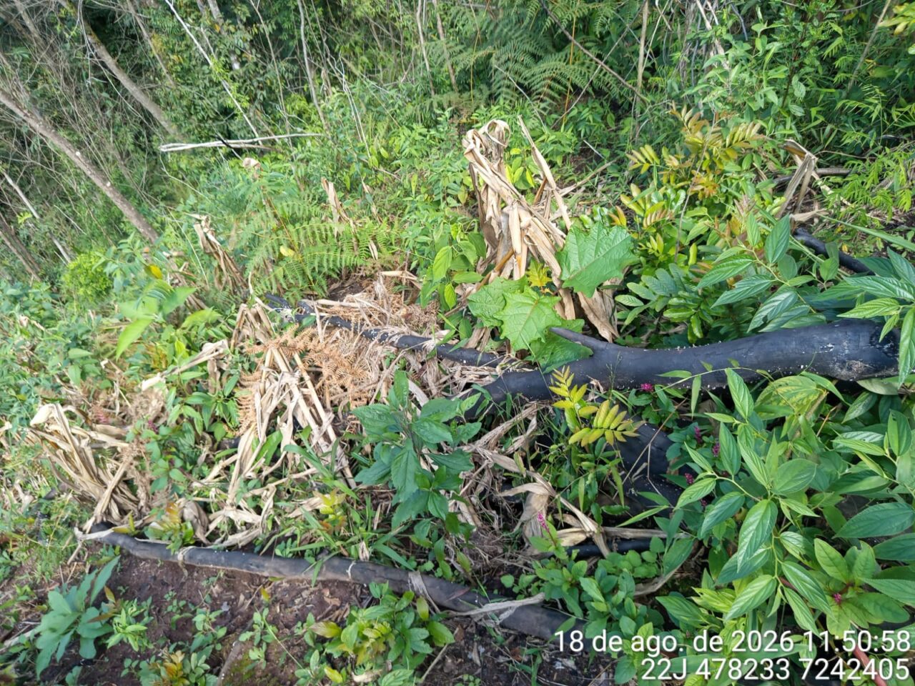 Destruição de vegetação perto de nascente rende multa de R$ 15 mil em Prudentópolis