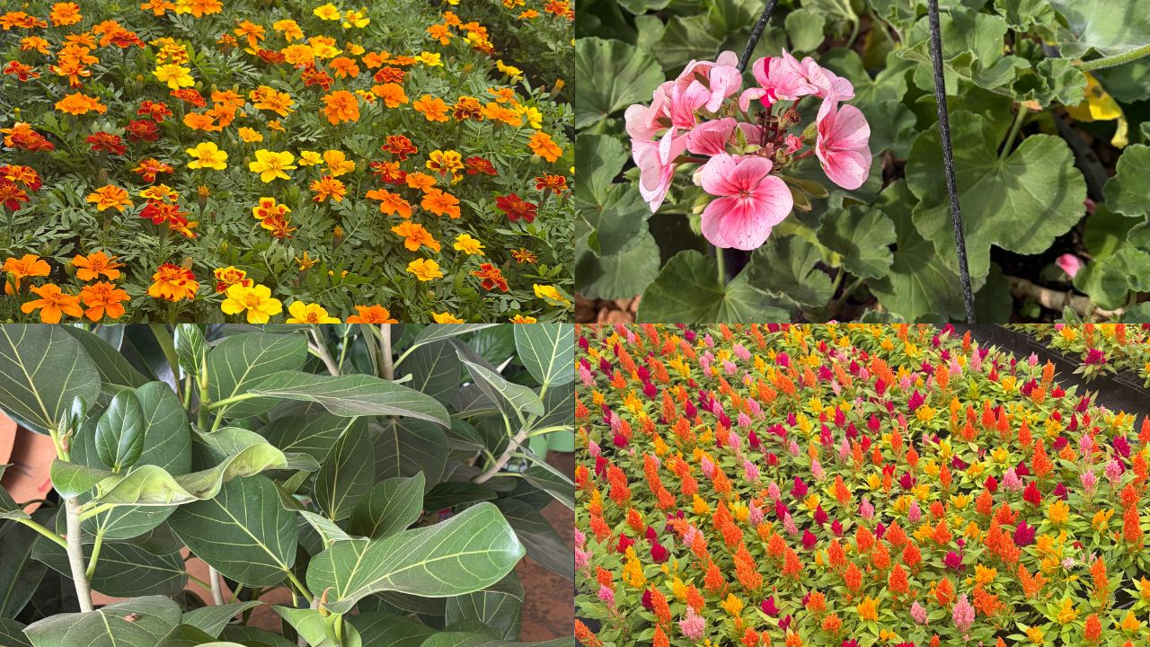 Feirão de plantas da Floral Lis tem descontos de até 40% em Ponta Grossa