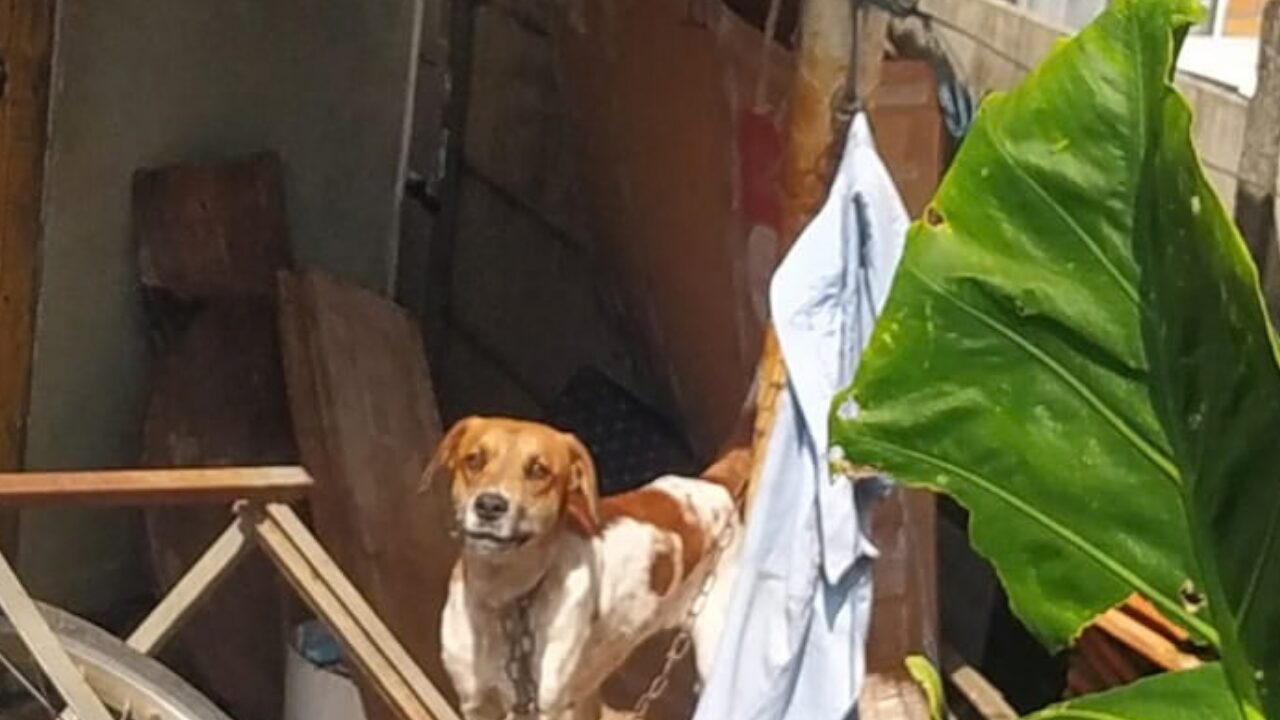 GCM prende homem suspeito de maus-tratos a animais no Contorno, em Ponta Grossa