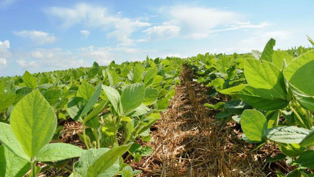 Plantio da soja avança no Paraná e chega a 28% da área prevista