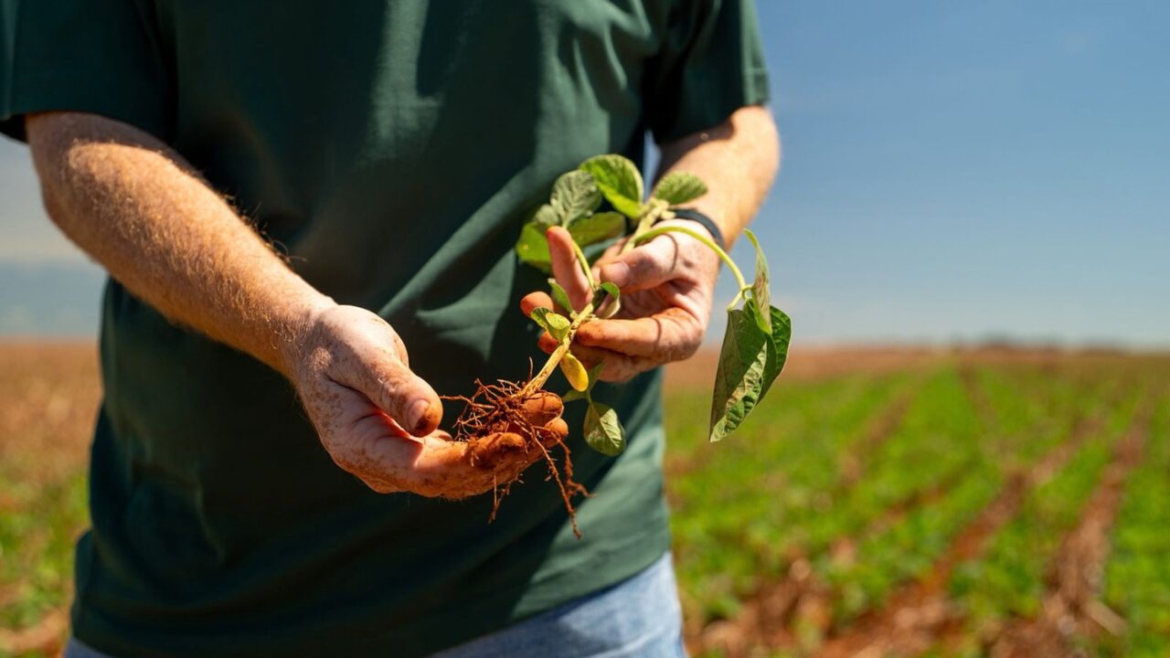 Chuvas dificultam trabalhos no campo; Paraná chega a 36% do plantio da soja